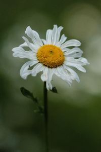 Preview wallpaper chamomile, petals, flower, blur