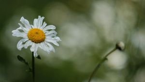 Preview wallpaper chamomile, petals, flower, blur
