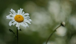 Preview wallpaper chamomile, petals, flower, blur