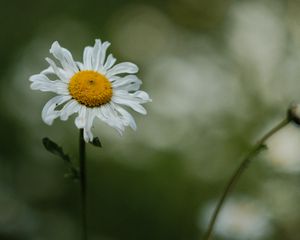 Preview wallpaper chamomile, petals, flower, blur