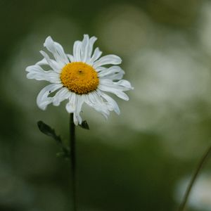 Preview wallpaper chamomile, petals, flower, blur