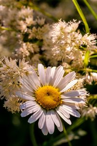 Preview wallpaper chamomile, petals, flowers, white, blur