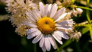Preview wallpaper chamomile, petals, flowers, white, blur