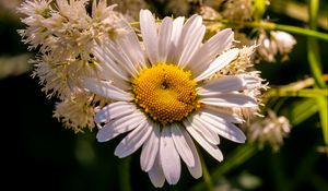 Preview wallpaper chamomile, petals, flowers, white, blur