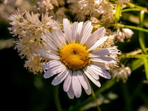 Preview wallpaper chamomile, petals, flowers, white, blur