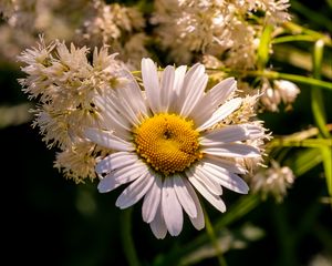 Preview wallpaper chamomile, petals, flowers, white, blur