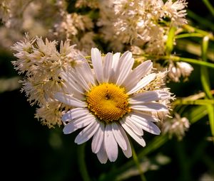 Preview wallpaper chamomile, petals, flowers, white, blur