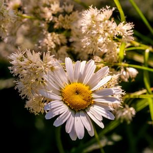 Preview wallpaper chamomile, petals, flowers, white, blur