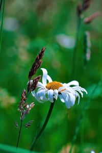 Preview wallpaper chamomile, petals, flowers, inflorescence, plants