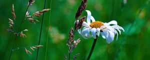 Preview wallpaper chamomile, petals, flowers, inflorescence, plants