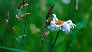 Preview wallpaper chamomile, petals, flowers, inflorescence, plants