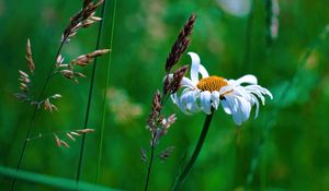 Preview wallpaper chamomile, petals, flowers, inflorescence, plants