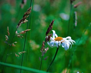 Preview wallpaper chamomile, petals, flowers, inflorescence, plants