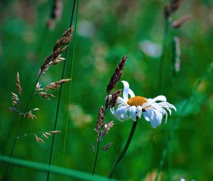 Preview wallpaper chamomile, petals, flowers, inflorescence, plants