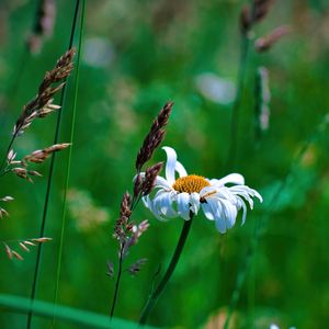 Preview wallpaper chamomile, petals, flowers, inflorescence, plants