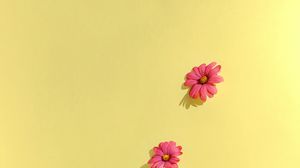 Preview wallpaper chamomile, petals, flowers, background