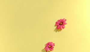 Preview wallpaper chamomile, petals, flowers, background