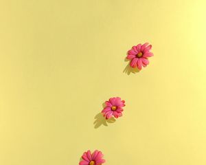 Preview wallpaper chamomile, petals, flowers, background