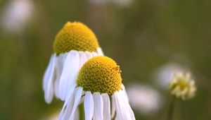 Preview wallpaper chamomile, petals, flowers, blur