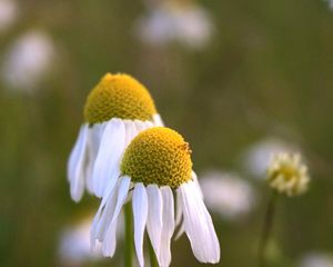 Preview wallpaper chamomile, petals, flowers, blur