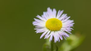 Preview wallpaper chamomile, petals, leaves, blur, flower