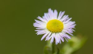 Preview wallpaper chamomile, petals, leaves, blur, flower