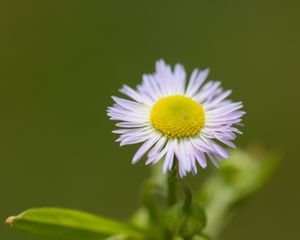 Preview wallpaper chamomile, petals, leaves, blur, flower