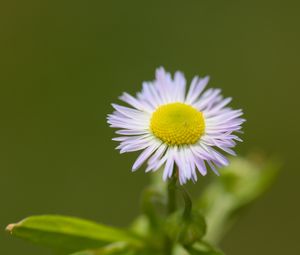 Preview wallpaper chamomile, petals, leaves, blur, flower