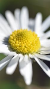 Preview wallpaper chamomile, petals, macro, blur