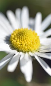 Preview wallpaper chamomile, petals, macro, blur