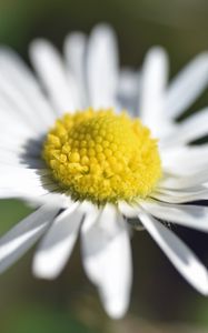 Preview wallpaper chamomile, petals, macro, blur