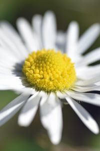 Preview wallpaper chamomile, petals, macro, blur