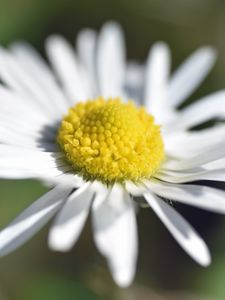 Preview wallpaper chamomile, petals, macro, blur