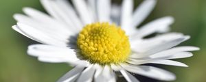 Preview wallpaper chamomile, petals, macro, blur