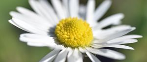 Preview wallpaper chamomile, petals, macro, blur