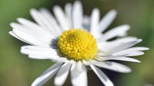 Preview wallpaper chamomile, petals, macro, blur