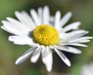 Preview wallpaper chamomile, petals, macro, blur