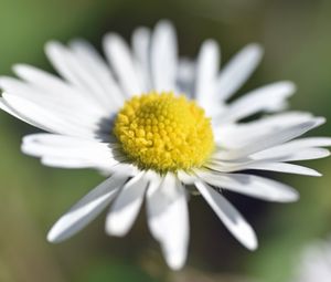 Preview wallpaper chamomile, petals, macro, blur