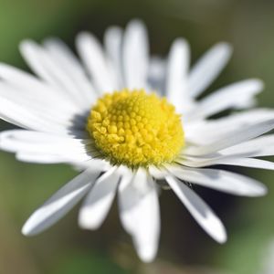 Preview wallpaper chamomile, petals, macro, blur