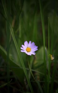 Preview wallpaper chamomile, petals, macro, grass