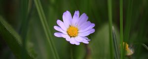 Preview wallpaper chamomile, petals, macro, grass