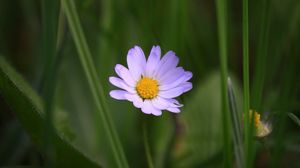 Preview wallpaper chamomile, petals, macro, grass