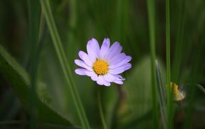 Preview wallpaper chamomile, petals, macro, grass