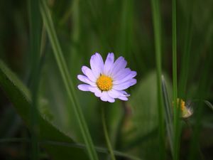 Preview wallpaper chamomile, petals, macro, grass