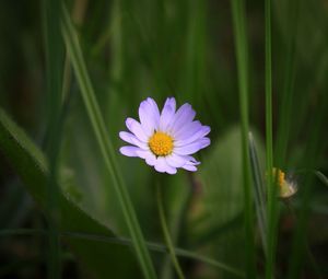 Preview wallpaper chamomile, petals, macro, grass