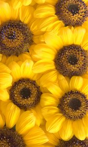 Preview wallpaper chamomile, petals, macro, yellow