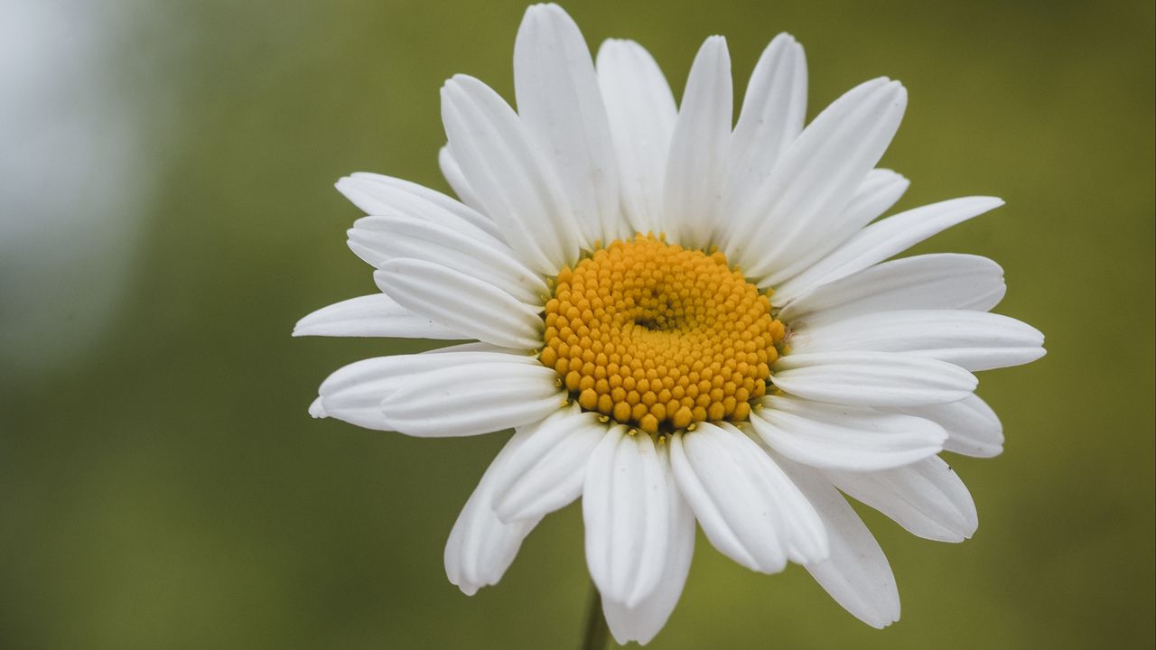 Wallpaper chamomile, petals, white, blur, pollen