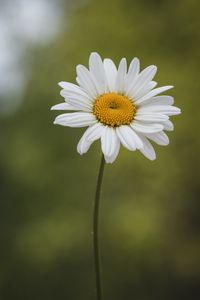 Preview wallpaper chamomile, petals, white, blur, pollen