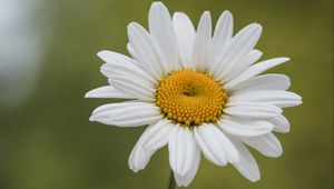 Preview wallpaper chamomile, petals, white, blur, pollen