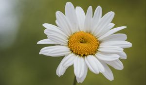 Preview wallpaper chamomile, petals, white, blur, pollen